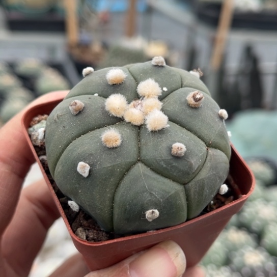 I***w当前无花栽培后可以开花实生龟甲兜