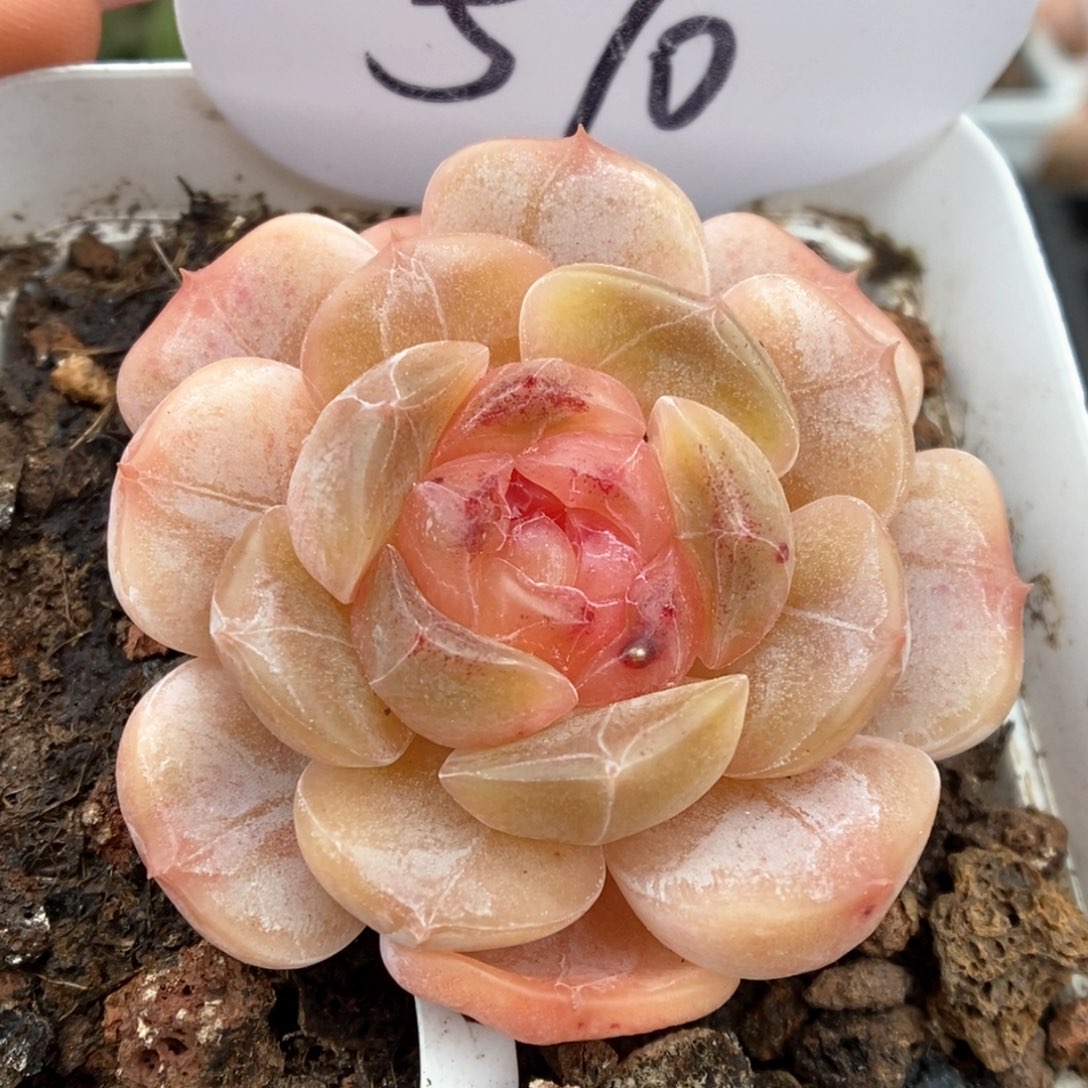 白色恋人可拍570号。 