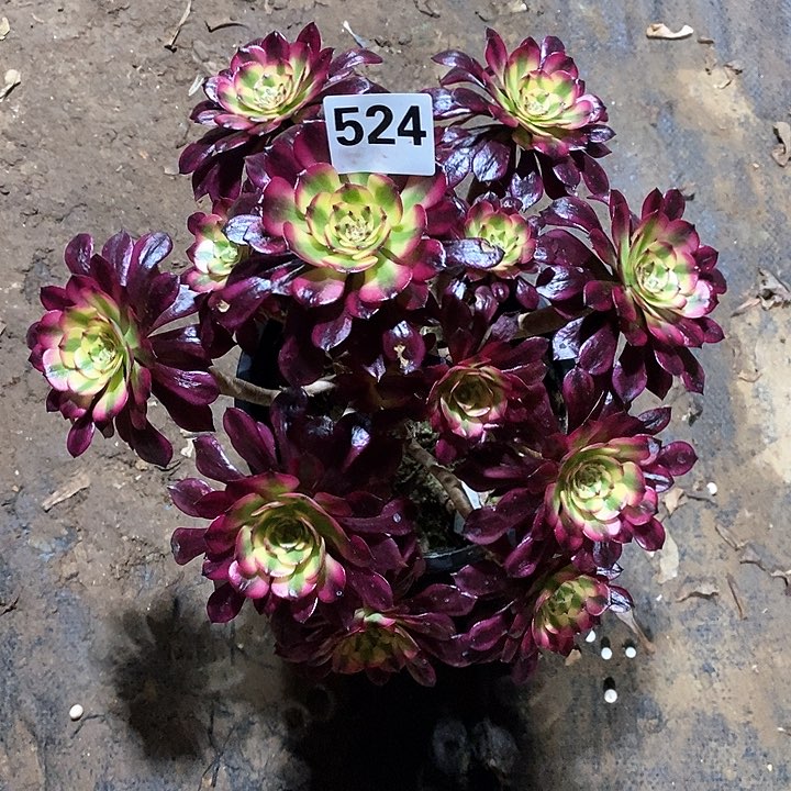 法师植物一物一拍