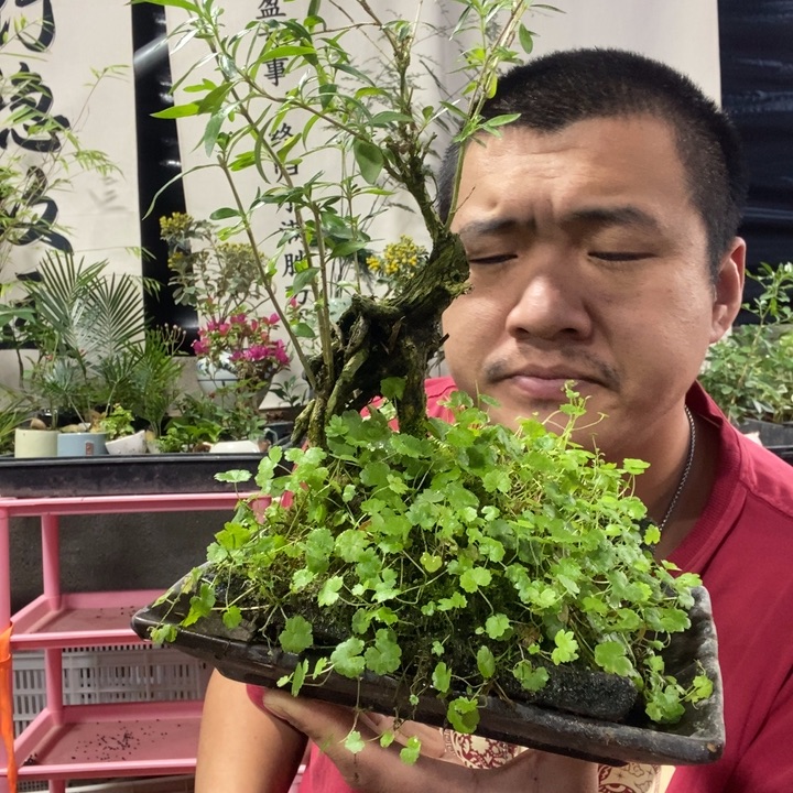 肉***妈以实际为准盆景绿植盆栽113