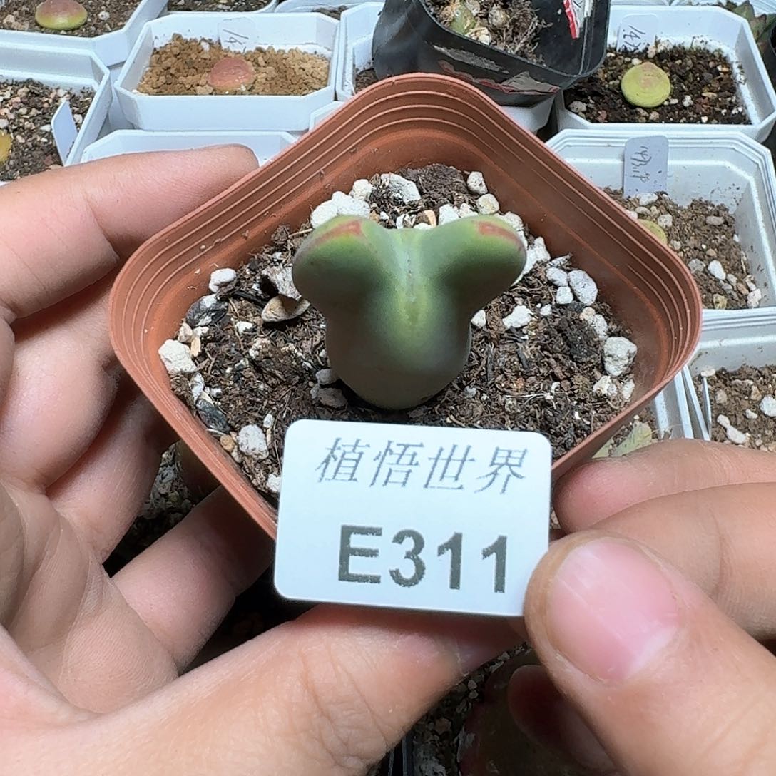 311盒多肉植物哇c