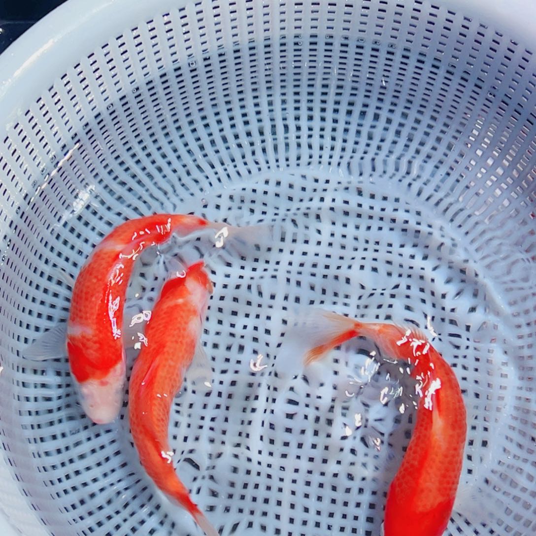 锦鲤锦鲤观赏鱼1111