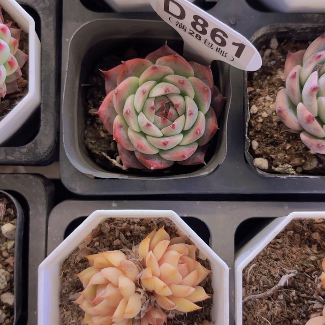 D861吉娃娃一物一拍