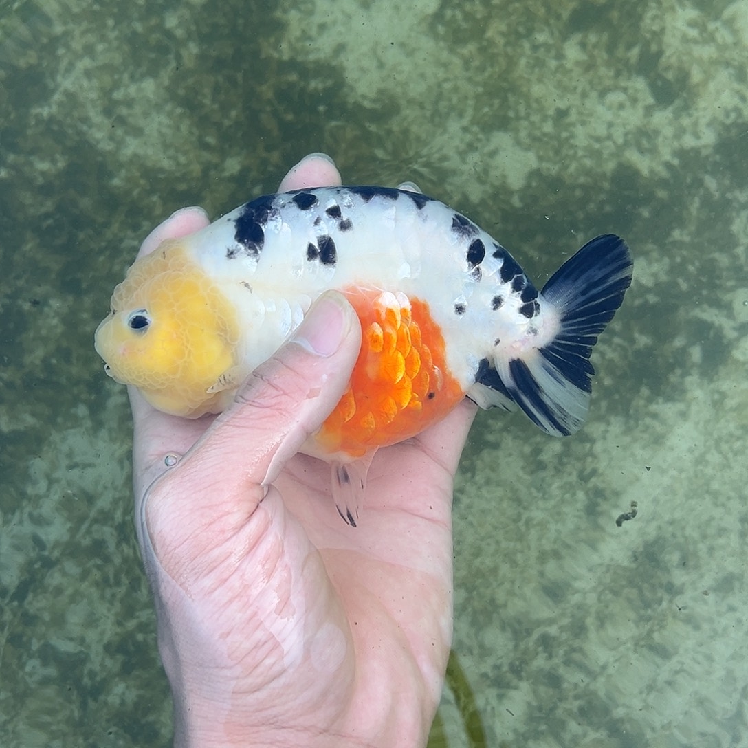 金鱼木木与兰寿专场金鱼