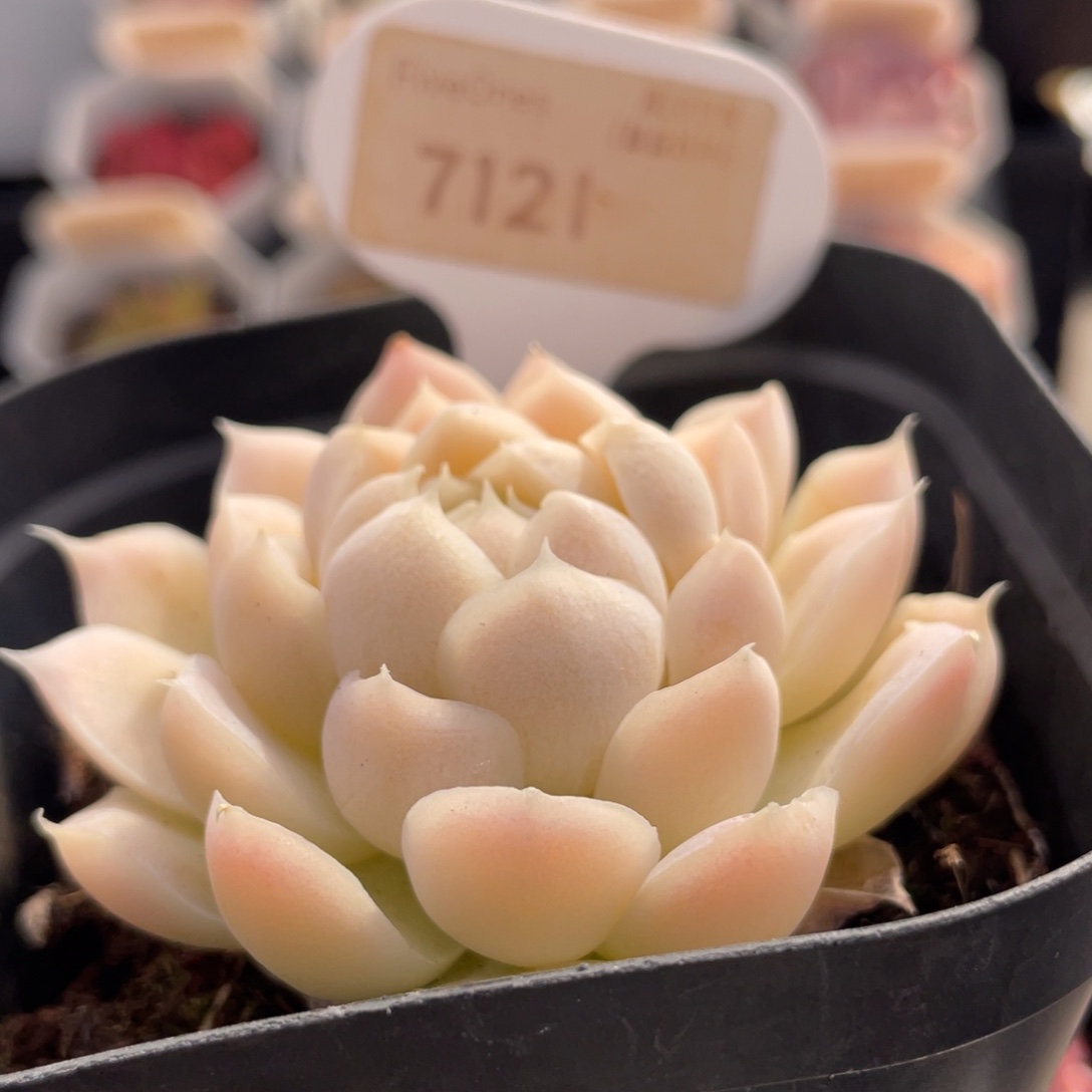 白月影 7121-6.5厘米