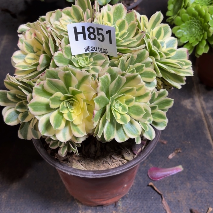 平****瑞妈，，，，，851。迈，，