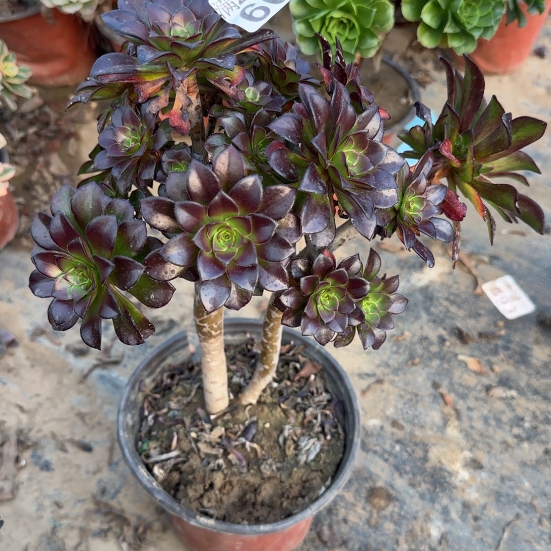 黑豆607满20包邮断枝不包