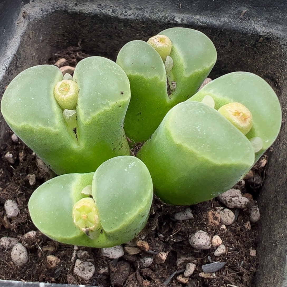 12.23好看的多肉脱土发货528