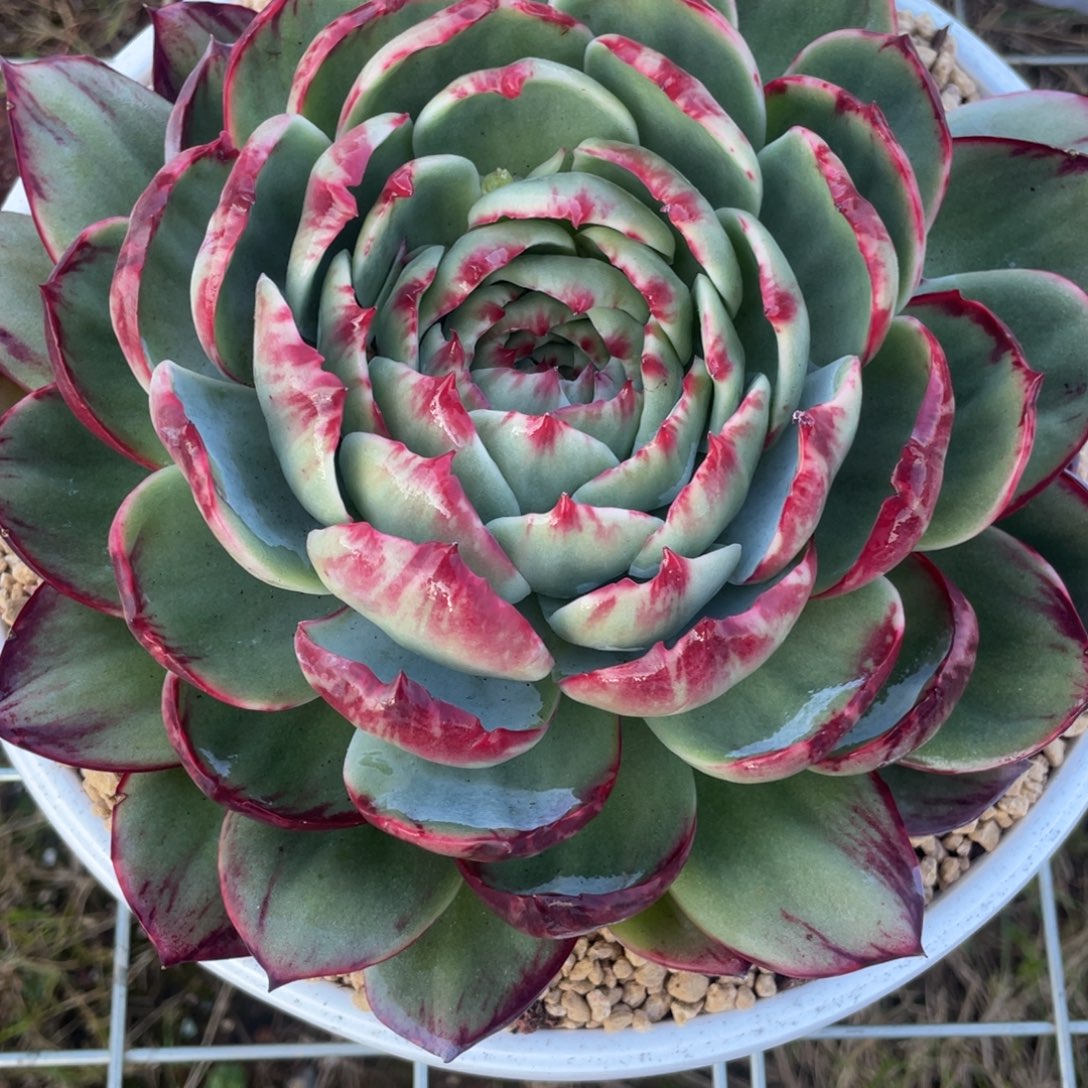 *****惊鸿仙子敏姐寄养