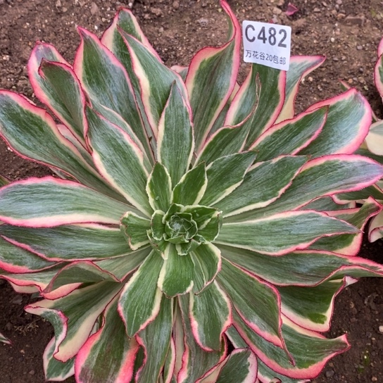 482魅影多肉植物