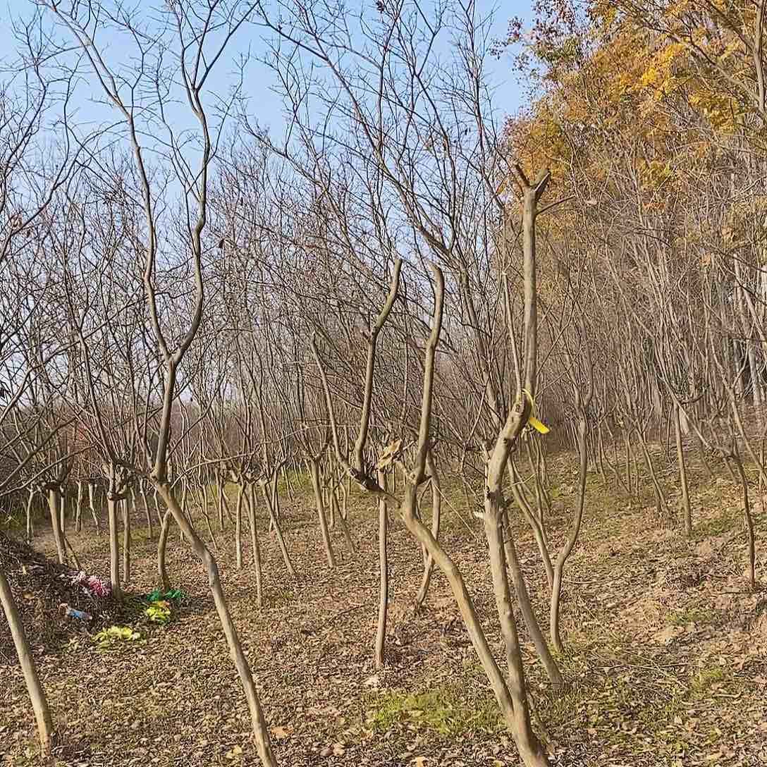 大量花朵（建议范围：8朵-15朵 或40%以上）