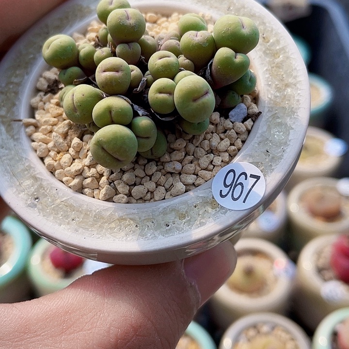 一物一拍………小嘴967
