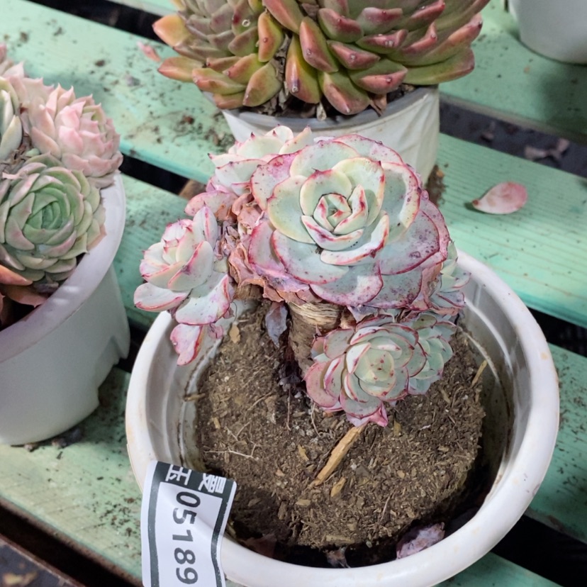【闪购商品】多肉奶油黄桃05189
