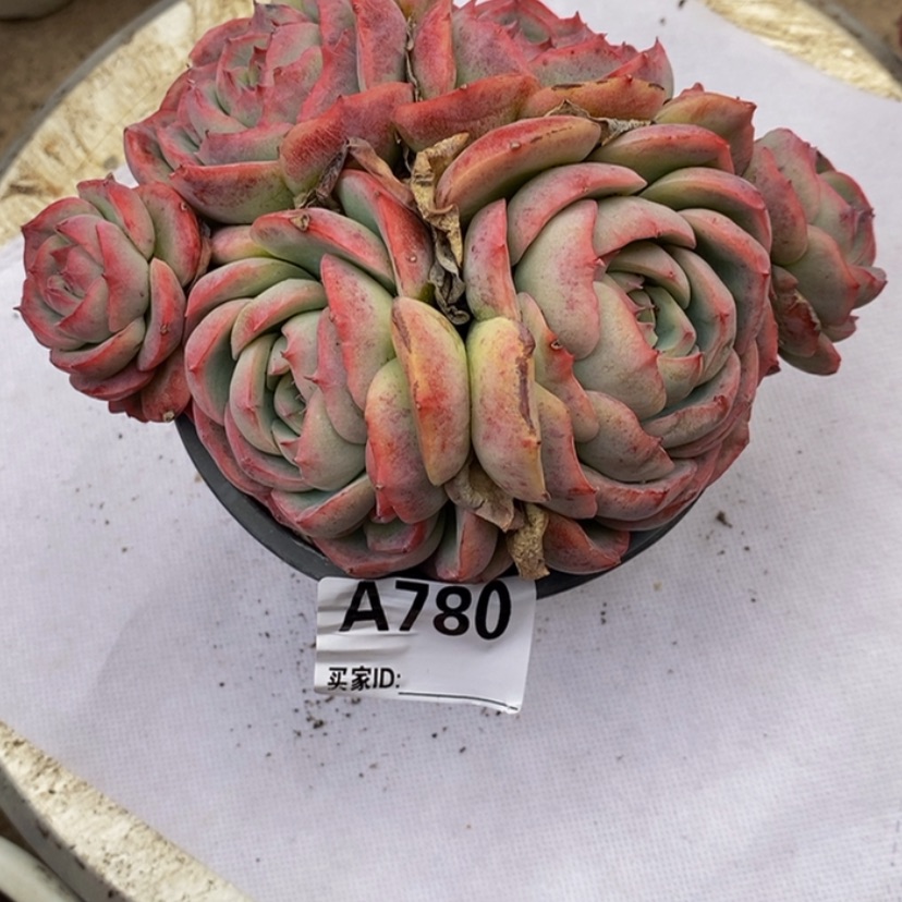 【闪购商品】用****7多肉植物