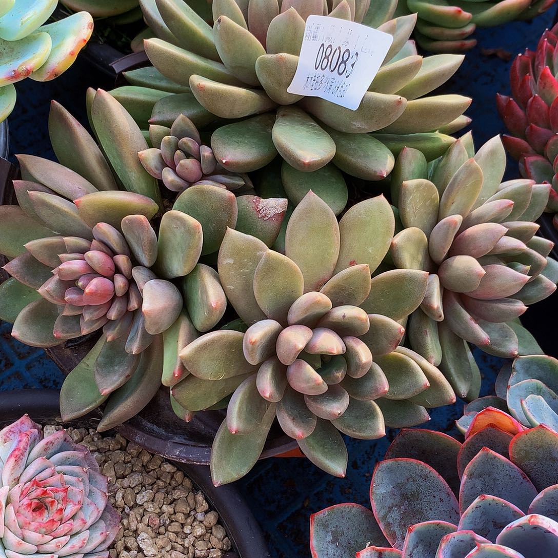 淡***味象牙08083多肉多肉