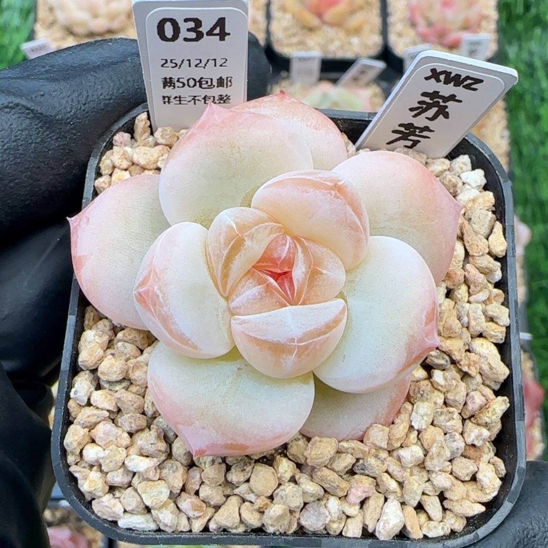 034   苏芳   5厘米盆