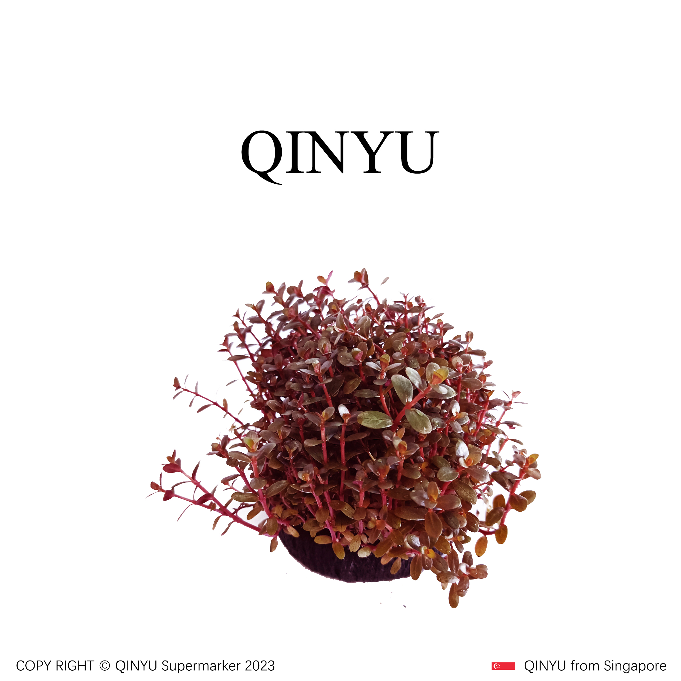 【年中大促】血红宫廷坨草 新手懒人水草 无需底沙入缸成景