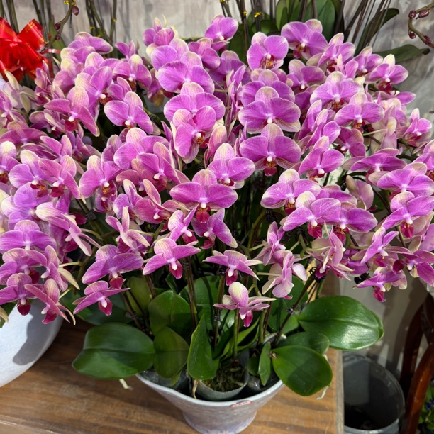 青岛本地蝴蝶兰水蜜桃20支特级