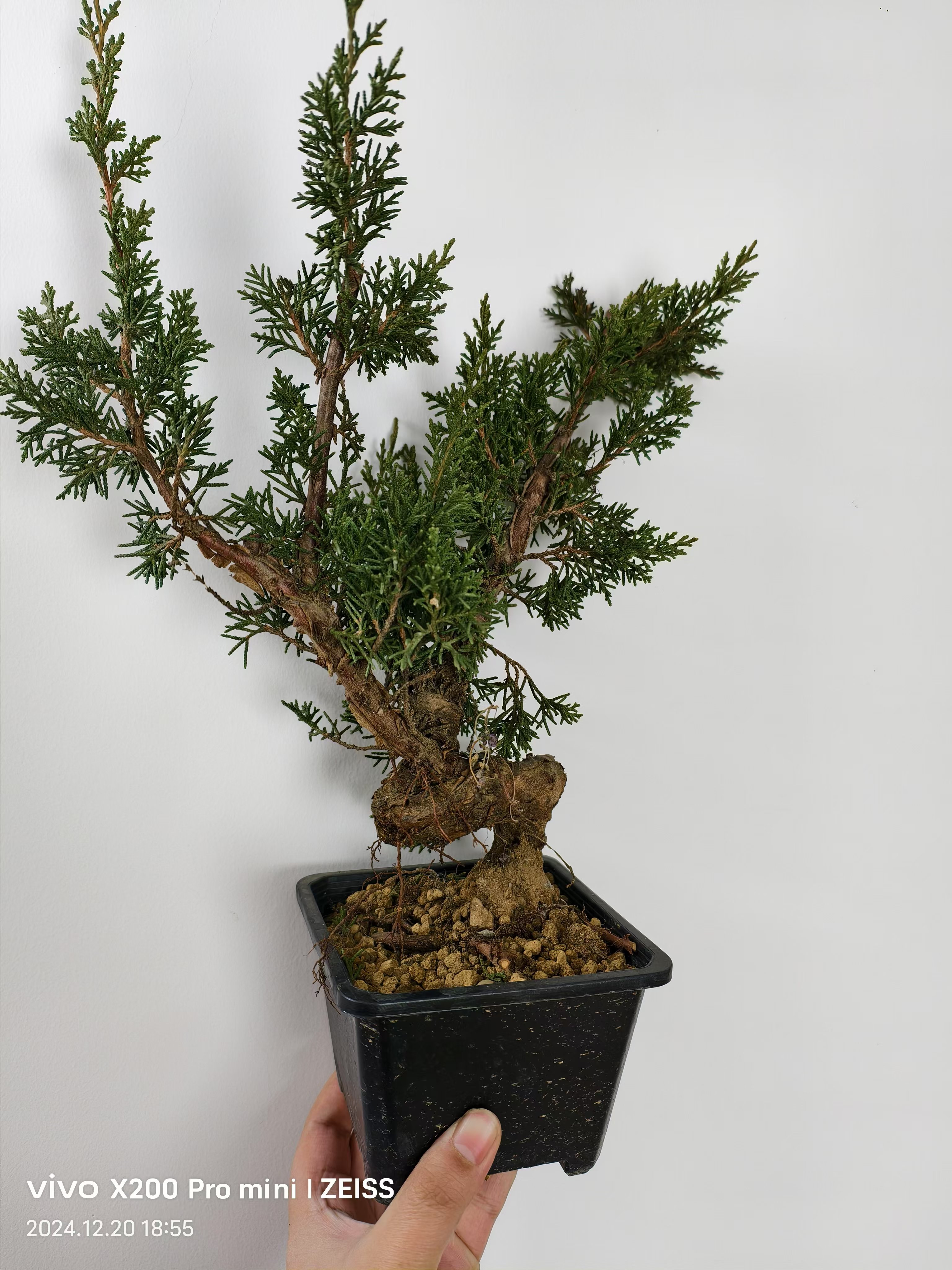 松柏造型盆景规格品种齐全造型美观一物一拍