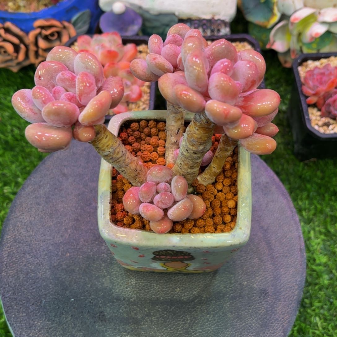 三明治美人，多肉植物