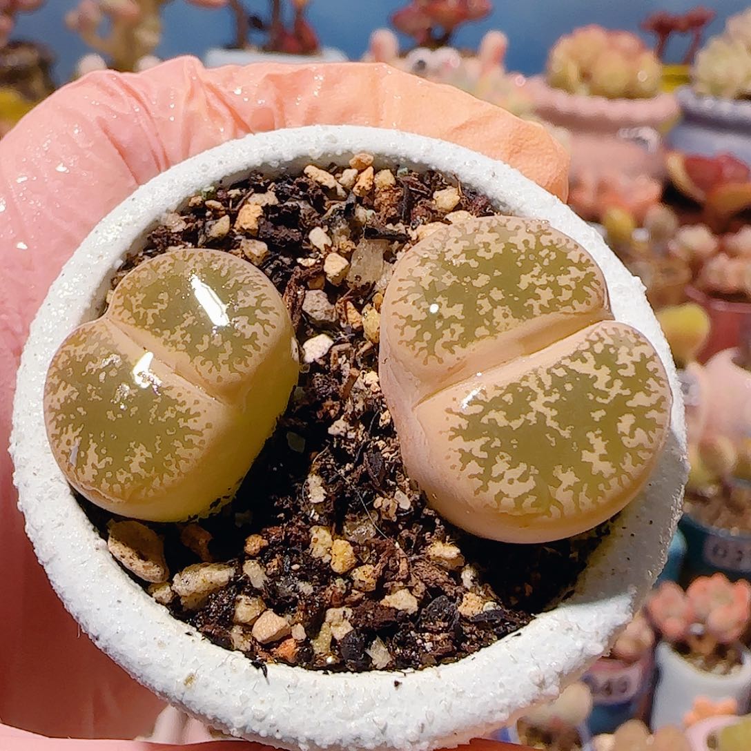 T可爱生石化盆口3.5cm