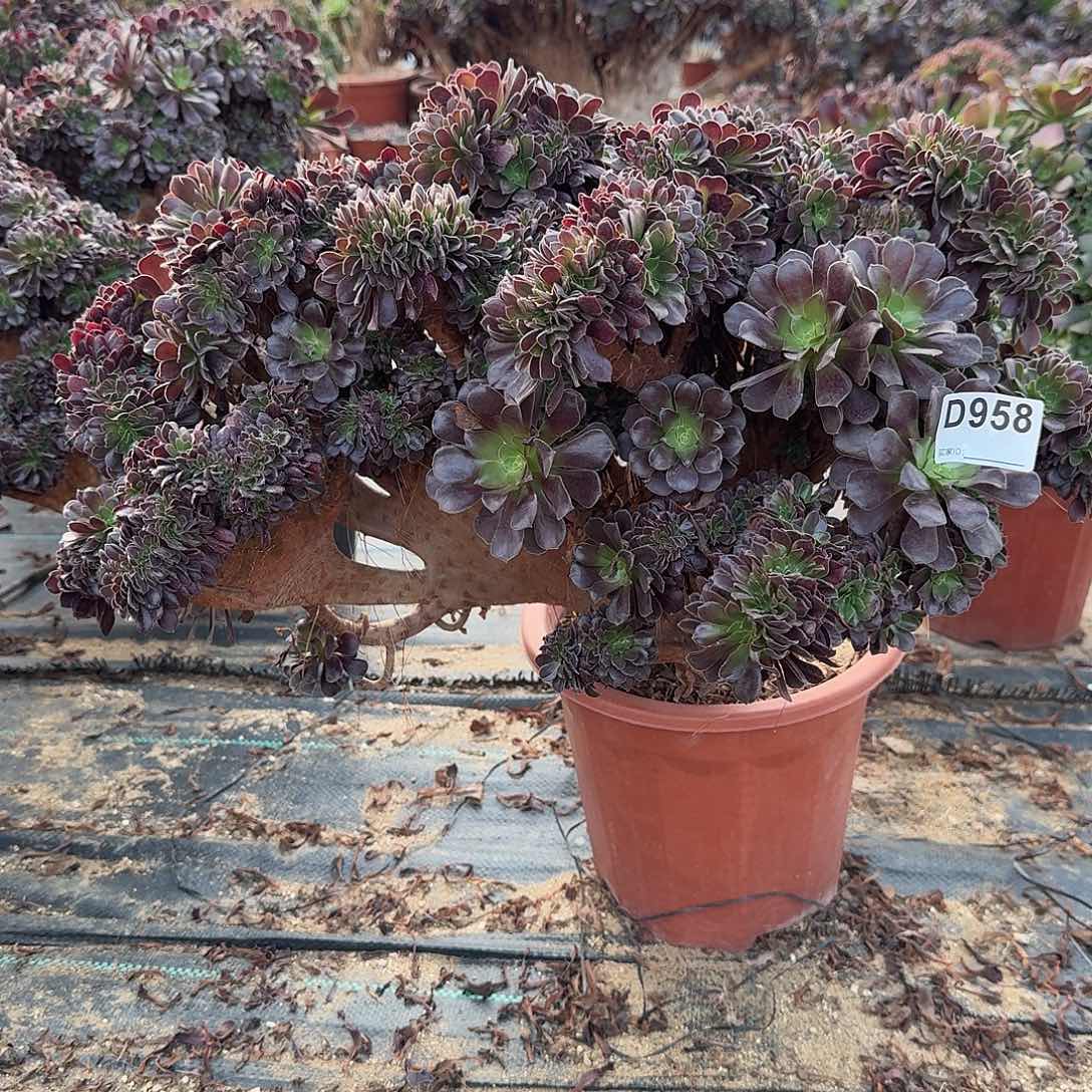 958欧紫朵朵一颗呀呀