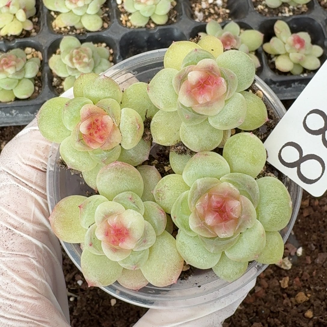 多肉植物多肉植物884财富