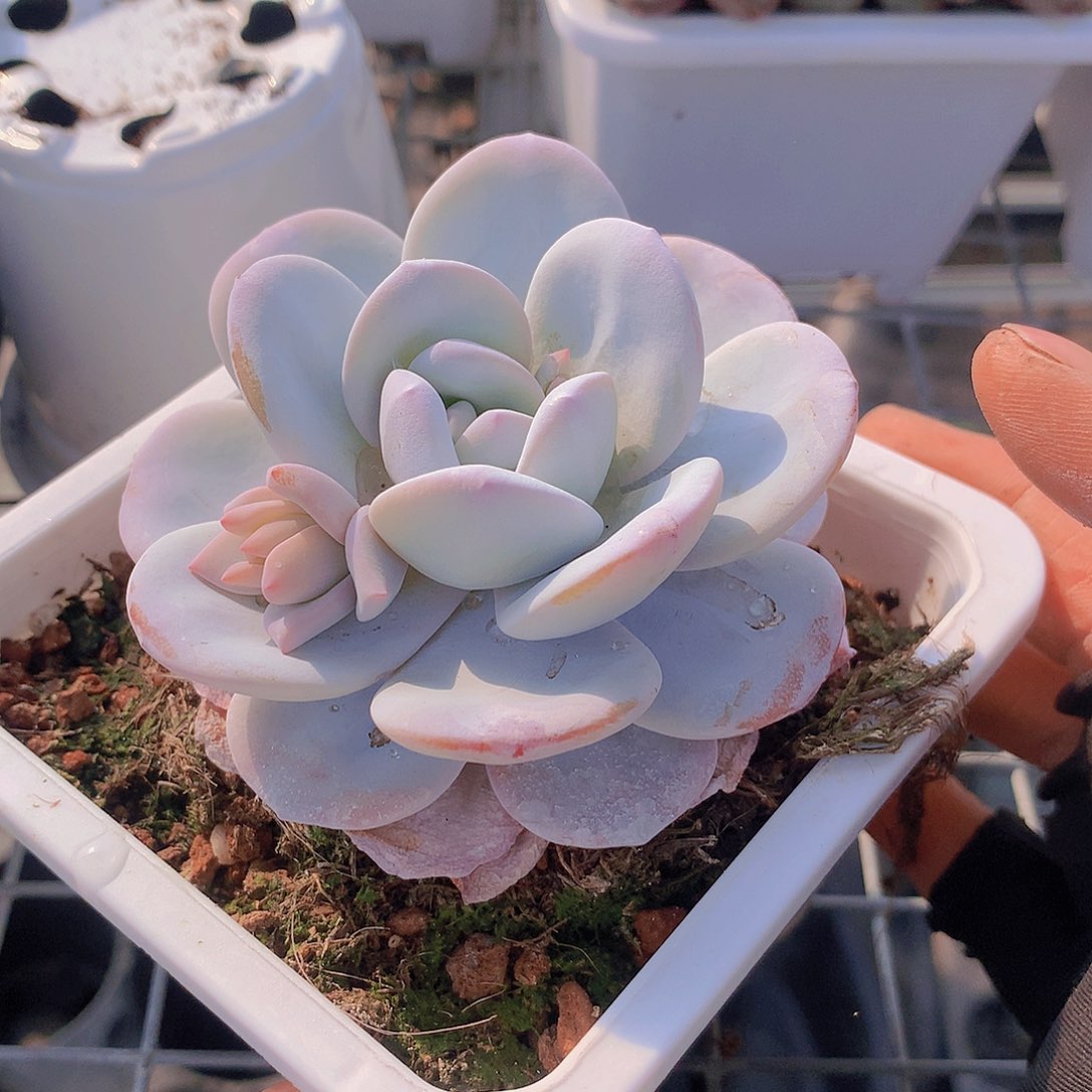 雪莲一物一拍245789900000