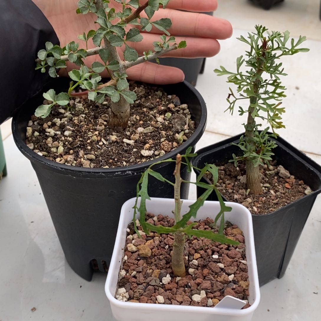 纳米比亚12骑士好望角鹿角飞羽小苗