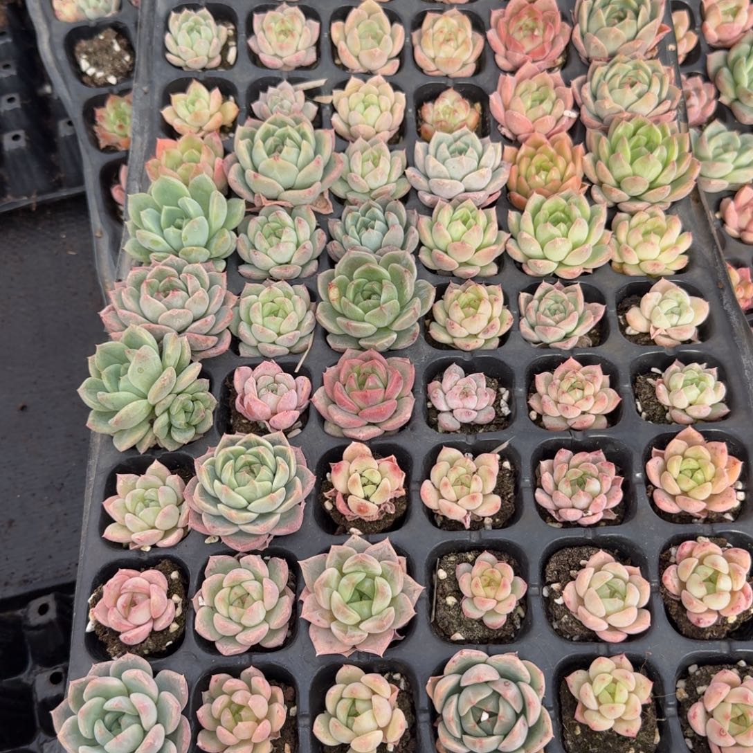 9-30左七左八珍妮一盘量拍发货