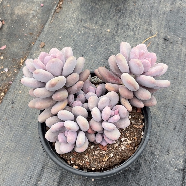 大叶奶多肉植物367