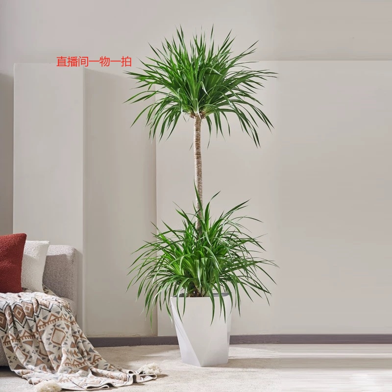 龙血树客厅绿植室内高级感龙须树树苗多头老桩植物大盆栽盆景