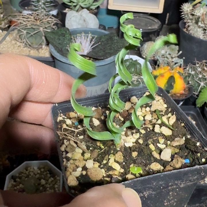 115弹簧草带盆发货