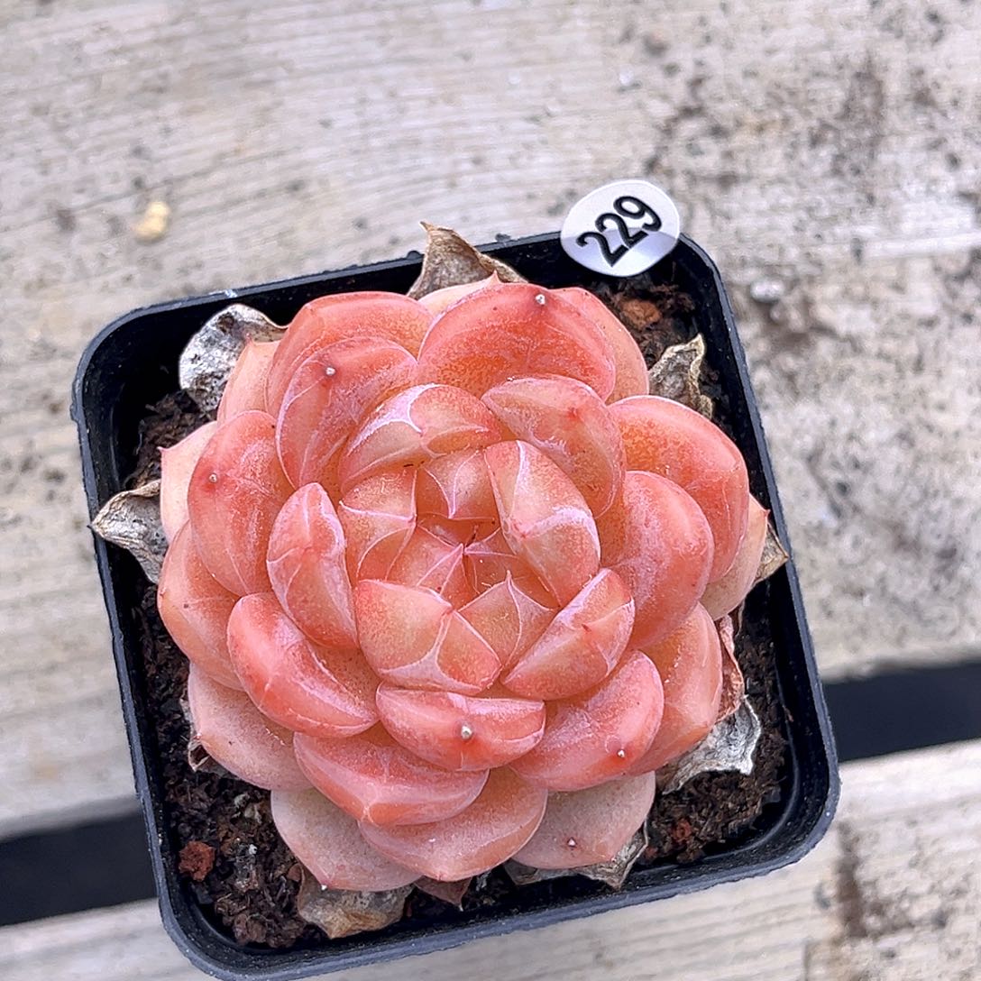 229 新品珍妮 满18包邮