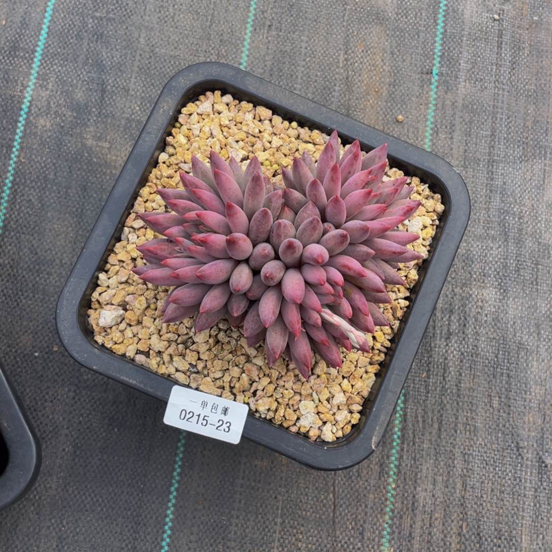 ?0215-23-虞美人。。。。。