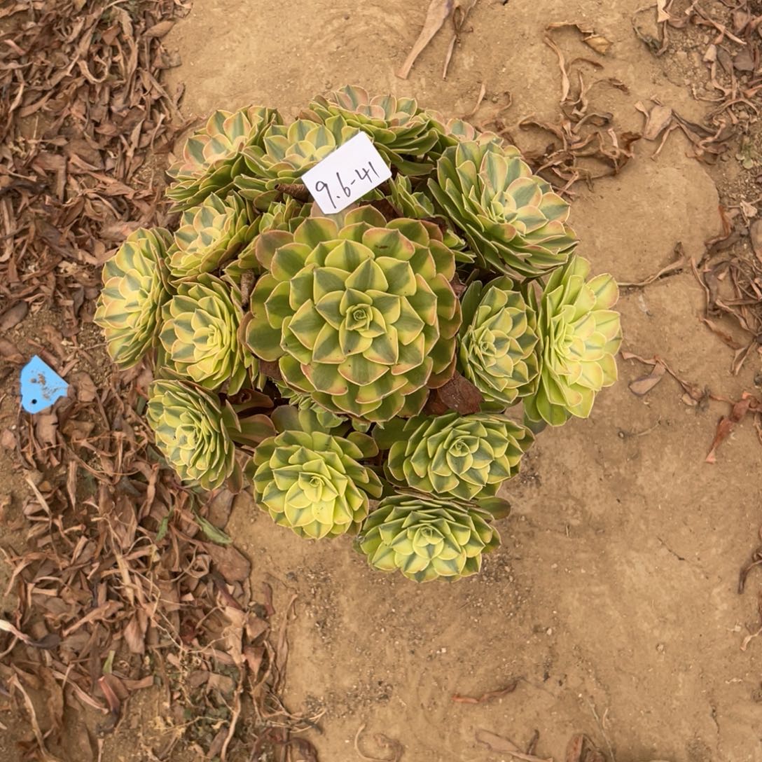 9-6-41雨荷法师锦多肉