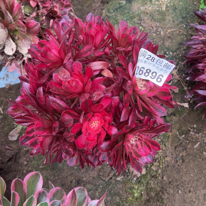 26596白月光多肉植物