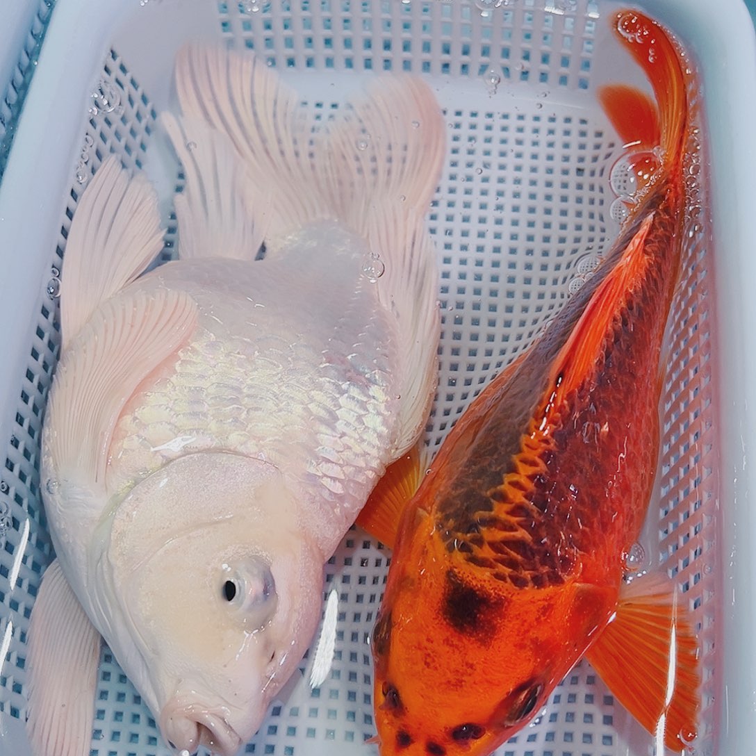 锦鲤锦鲤冷水鱼观赏108