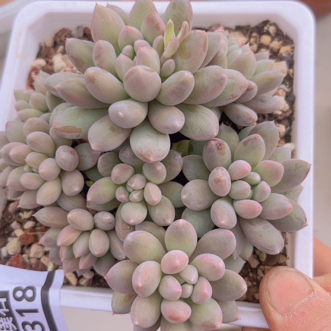 象牙奶0318多肉植物