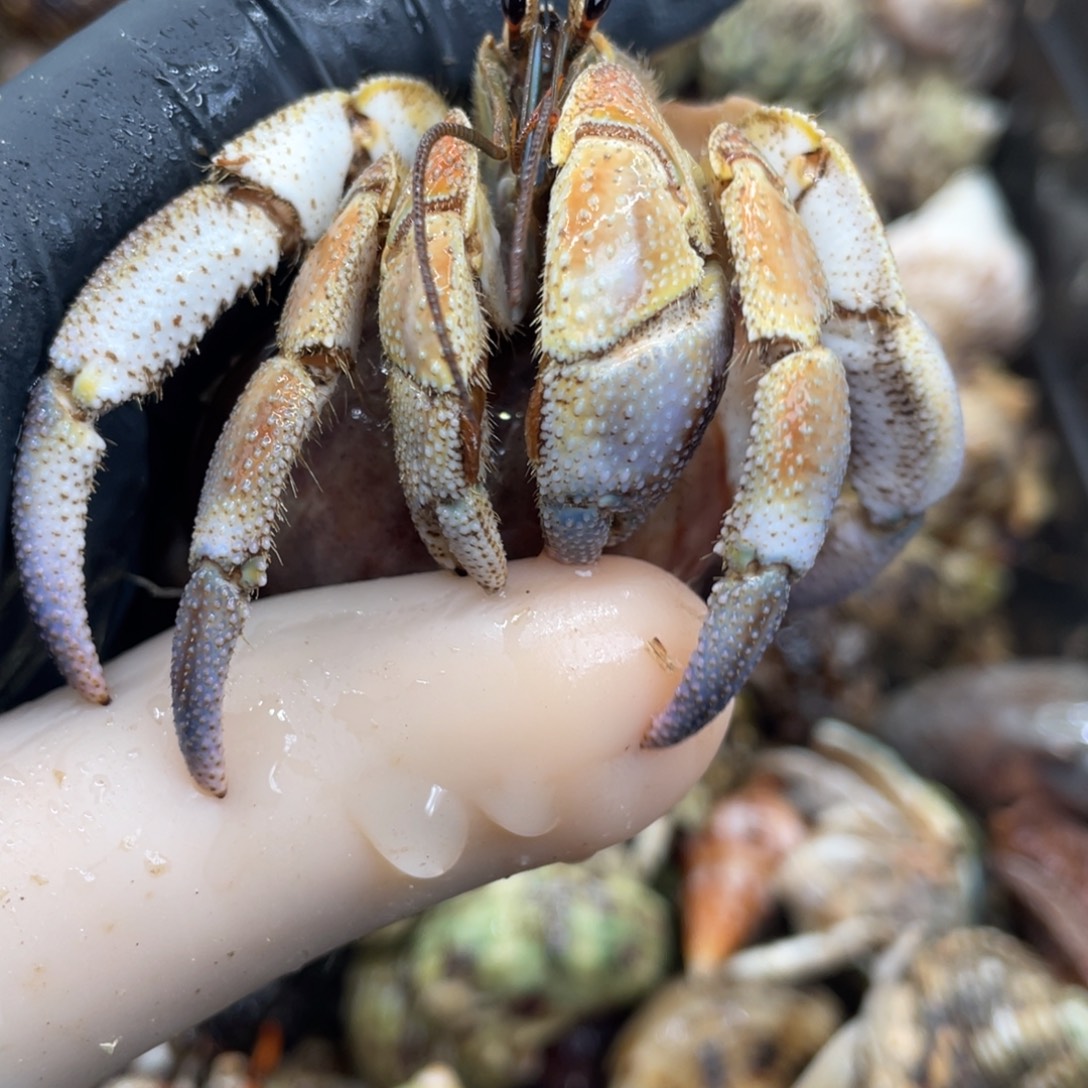 不退不换活体宠物30