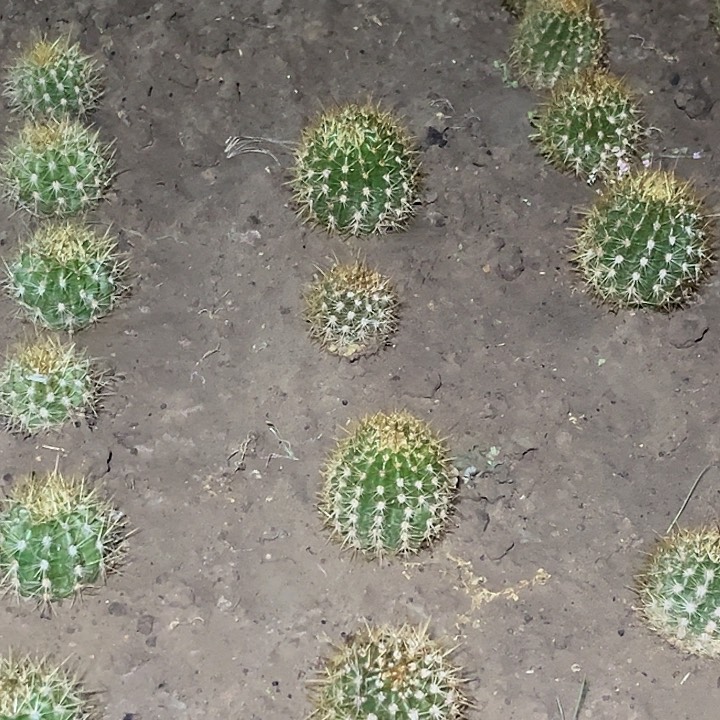 小****?蒙娜丽莎毛花柱6厘米起带根