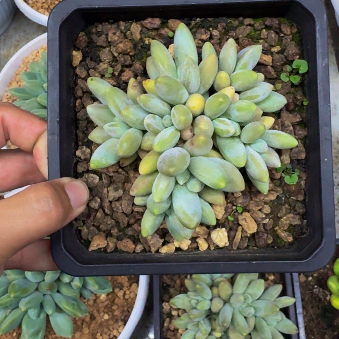 白兰地 平头群 一物一拍