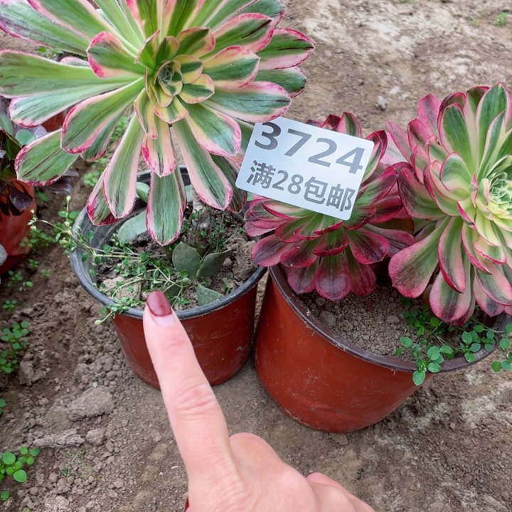 3724三号棚最北边两个