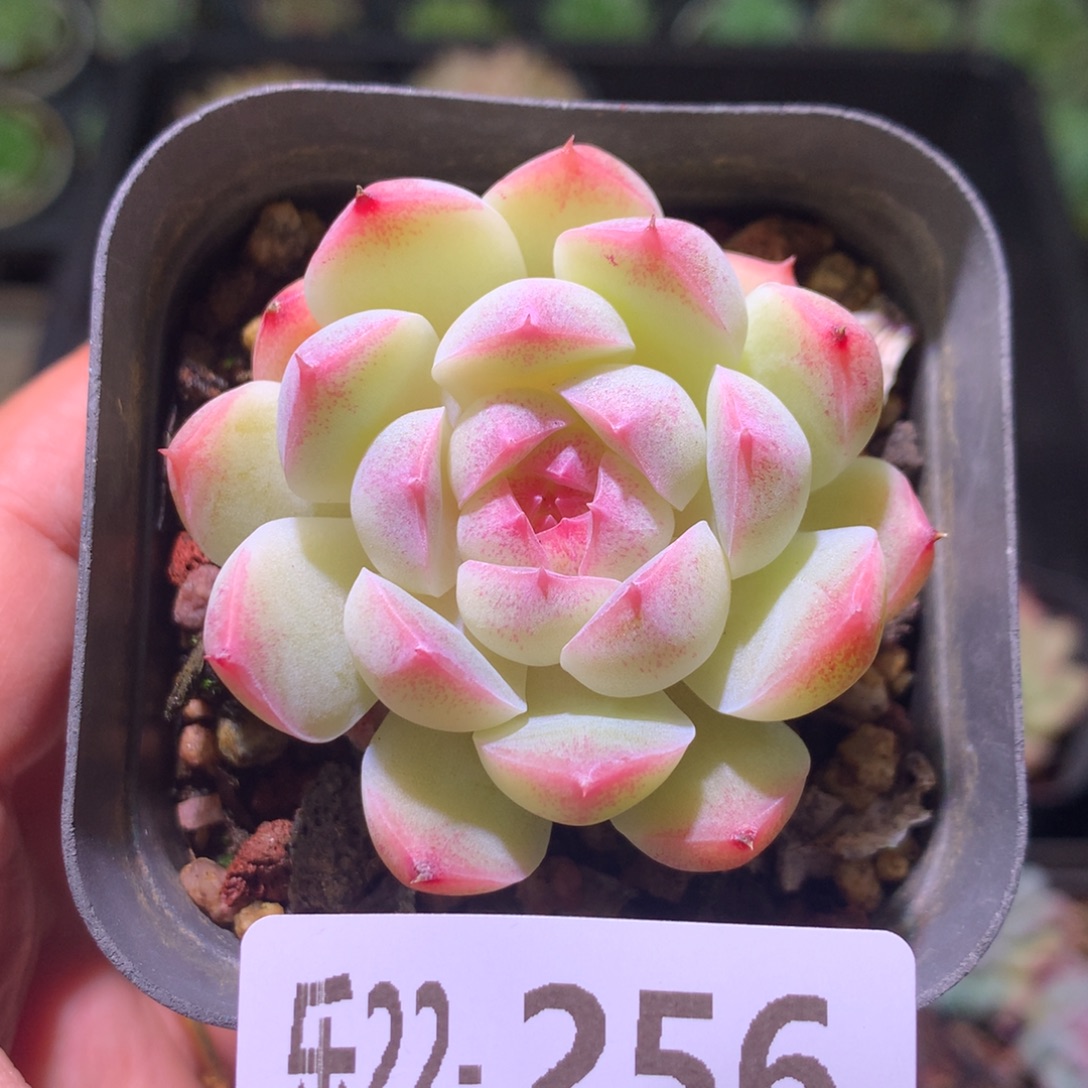 乐然22-256 新品单头 