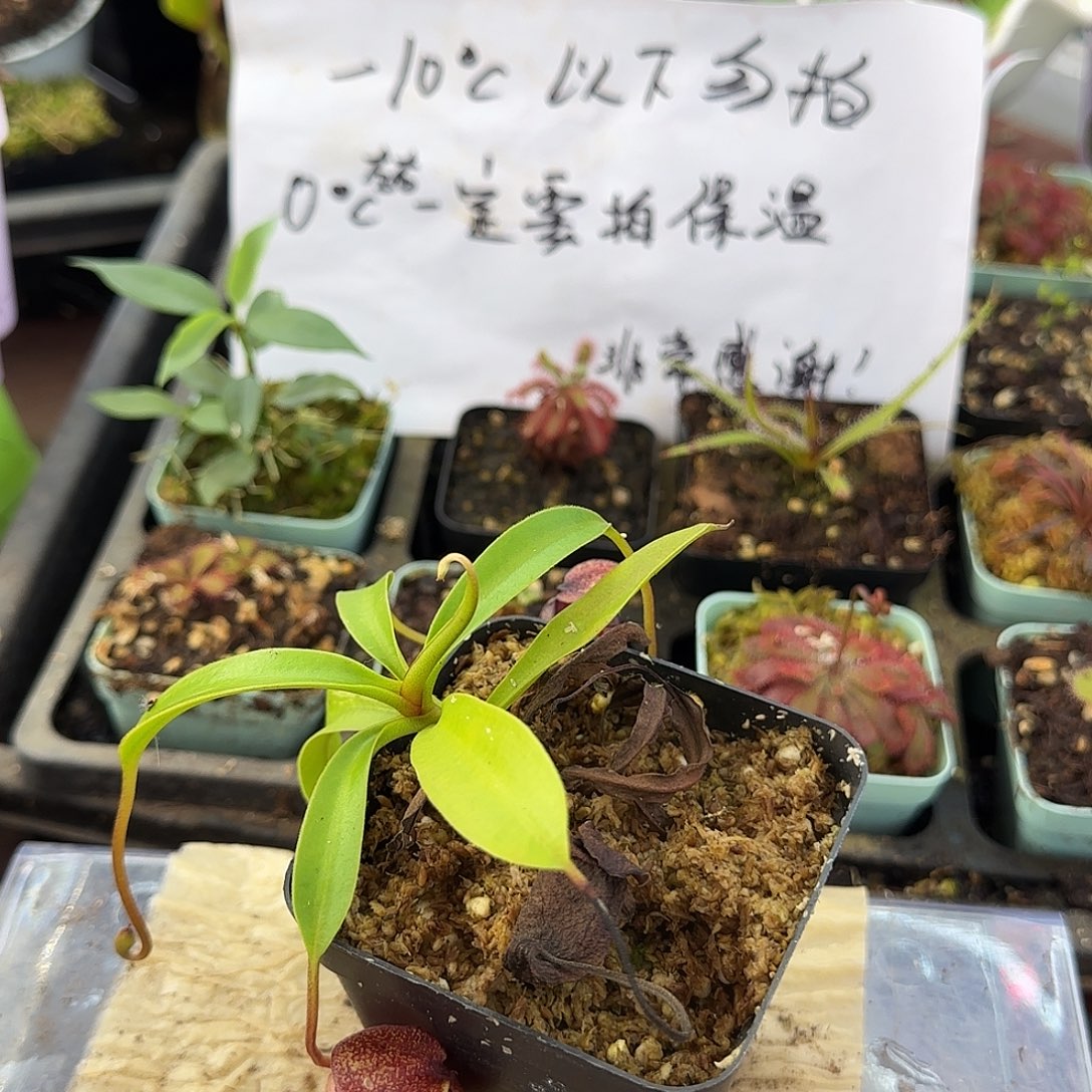 无花朵杏黄猪笼草