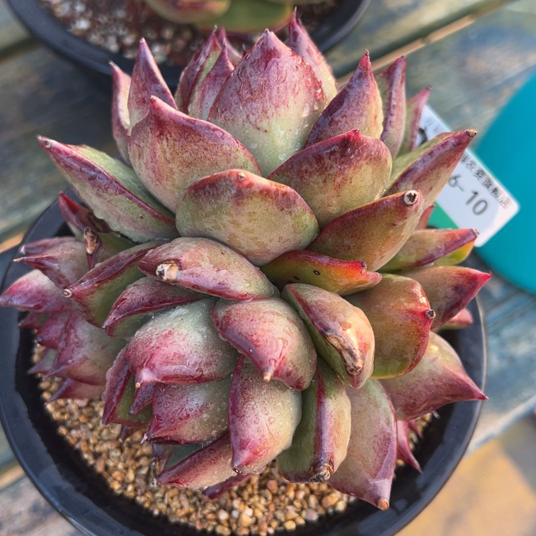 从前慢多肉精选编号0206.10