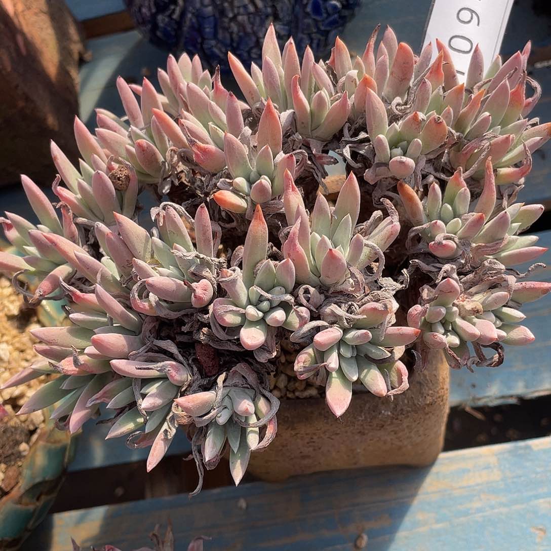 沃枯提老桩多头10944