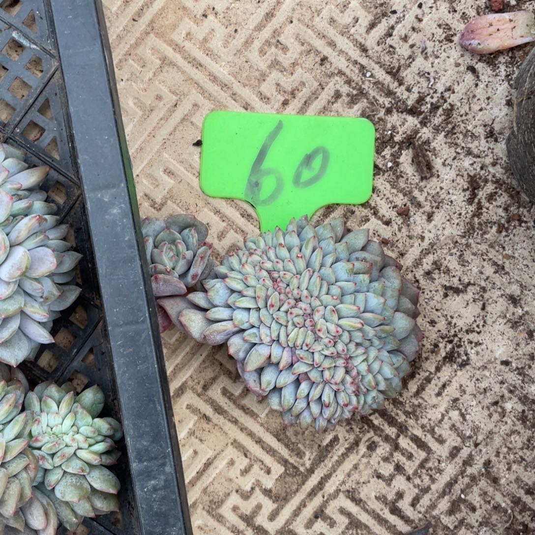 60号星影缀化多头