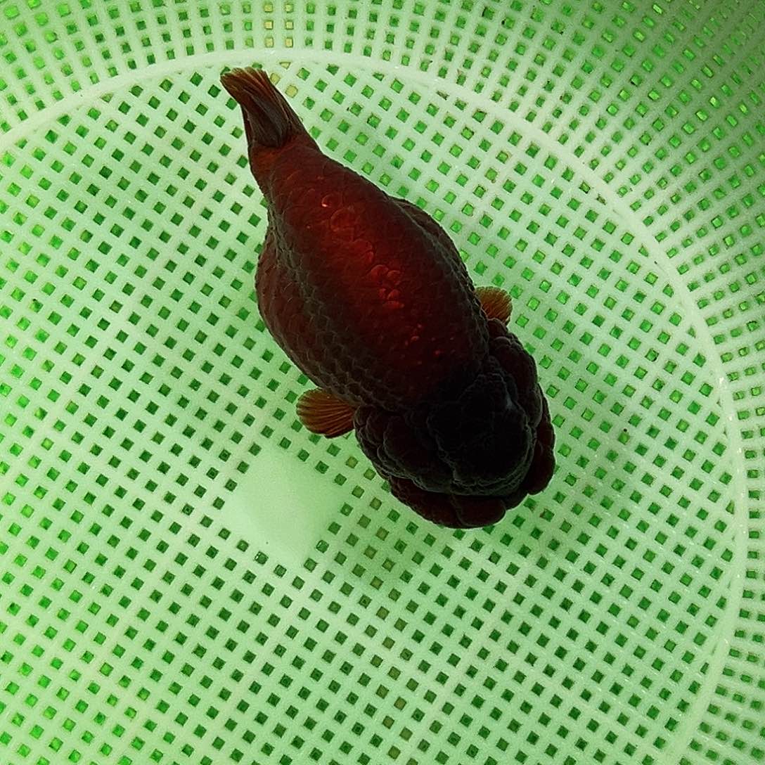 金鱼精品兰寿紫寿运费顺丰到付