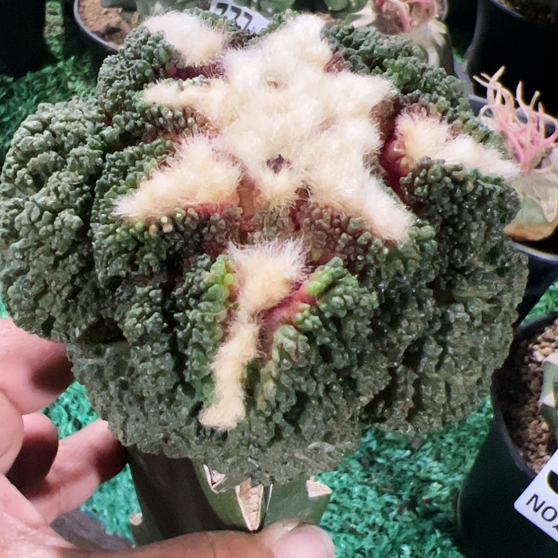 大尤哥斯拉牡丹259